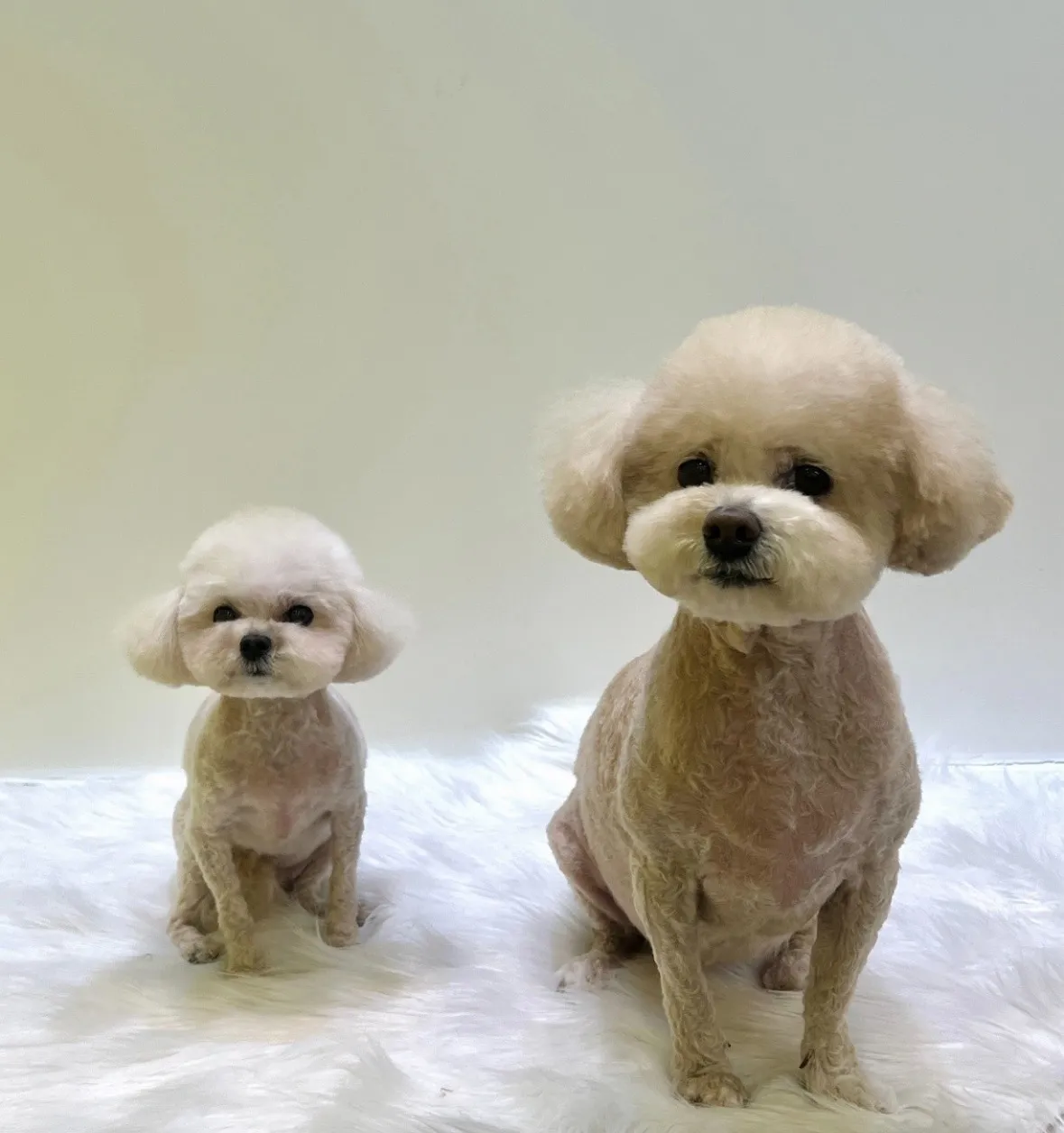 벤토사폰