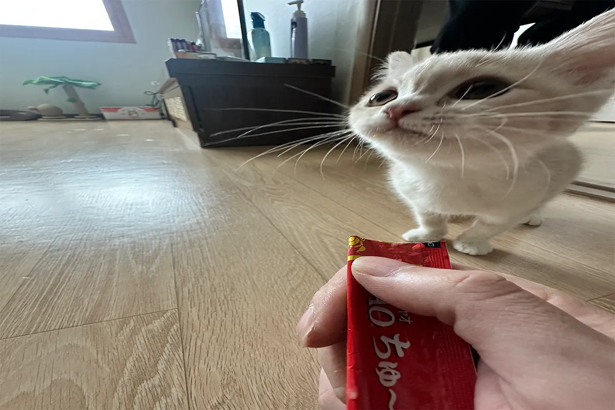 벤토사폰