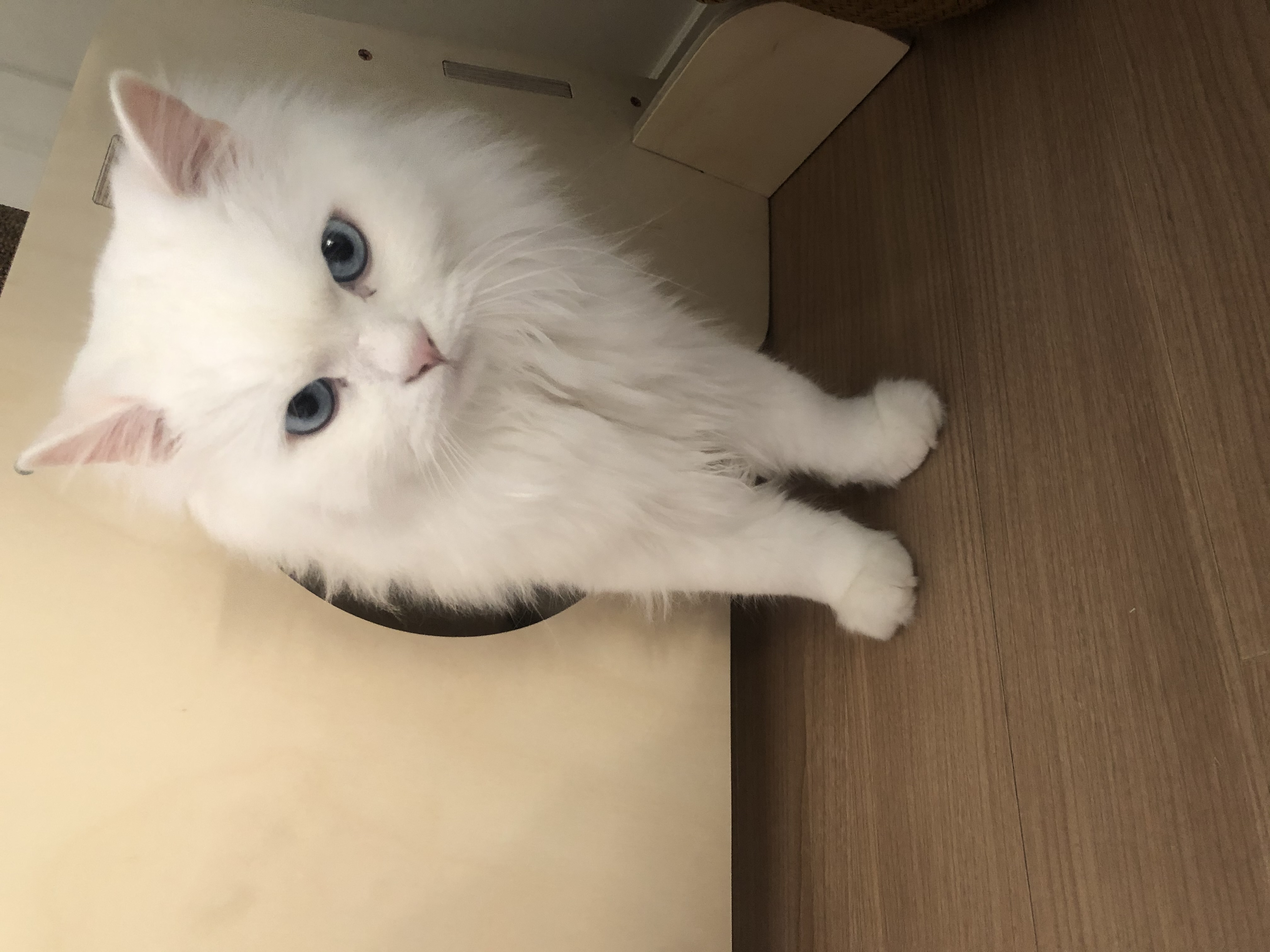 벤토사폰